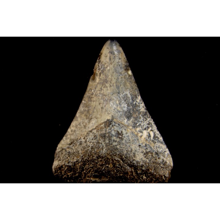 dent de requin: CARCHARODON MEGALODON