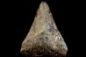 shark teeth: CARCHARODON MEGALODON