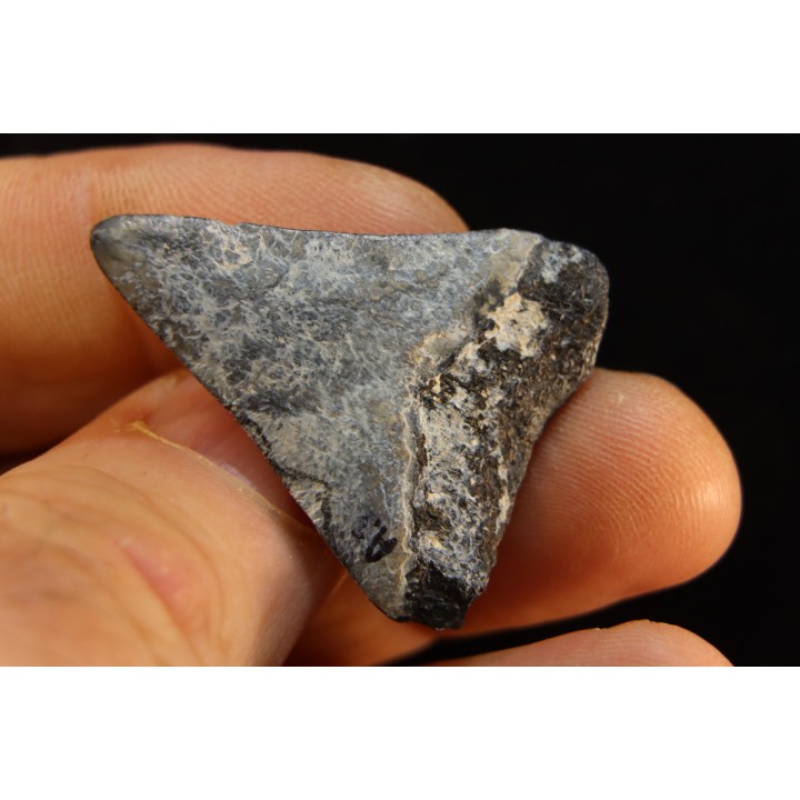 shark teeth: CARCHARODON MEGALODON