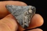 dent de requin: CARCHARODON MEGALODON
