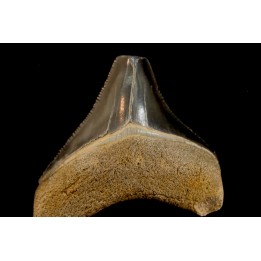 shark teeth: CARCHARODON MEGALODON