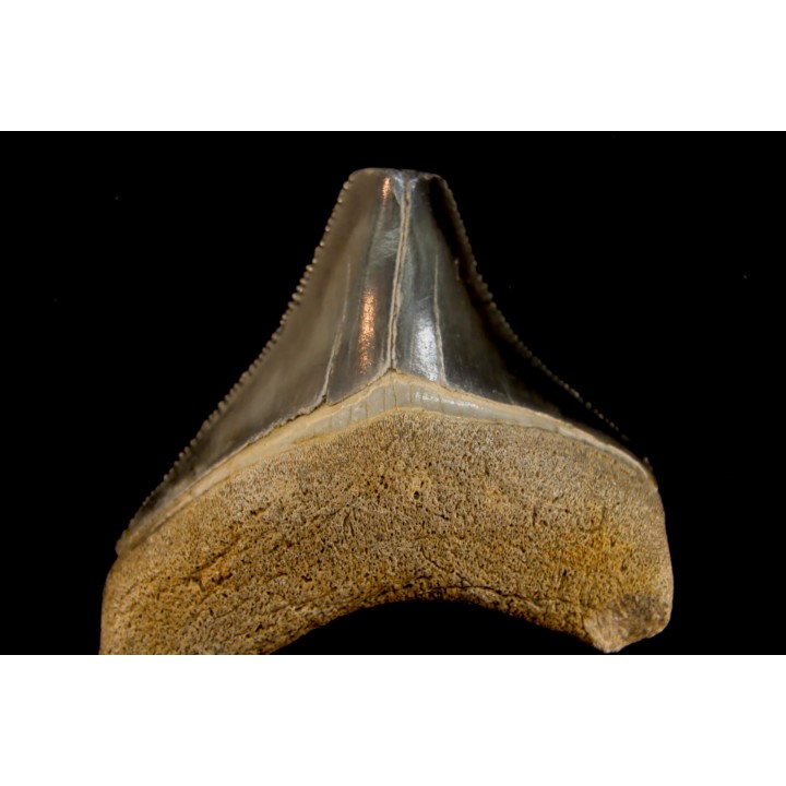 dent de requin: CARCHARODON MEGALODON