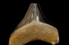 shark teeth: CARCHARODON MEGALODON