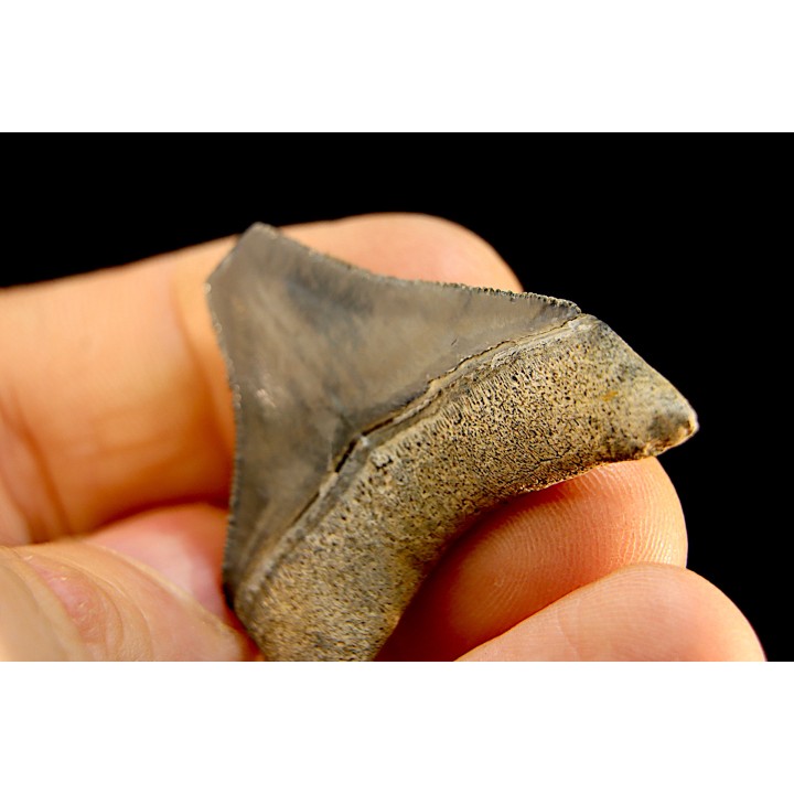 shark teeth: CARCHARODON MEGALODON