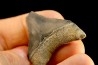 dent de requin: CARCHARODON MEGALODON