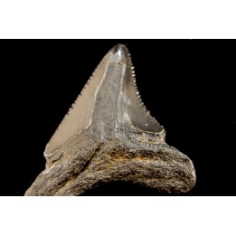 dent de requin: CARCHARODON MEGALODON