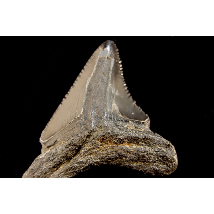 dent de requin: CARCHARODON MEGALODON