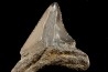 shark teeth: CARCHARODON MEGALODON