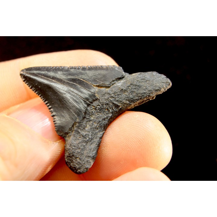 dent de requin: CARCHARODON MEGALODON