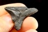 shark teeth: CARCHARODON MEGALODON