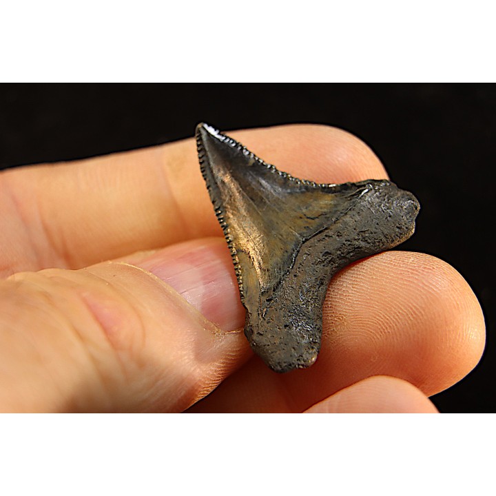 dent de requin: CARCHARODON MEGALODON