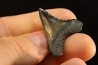 shark teeth: CARCHARODON MEGALODON