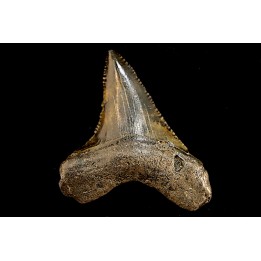 dent de requin: CARCHARODON MEGALODON