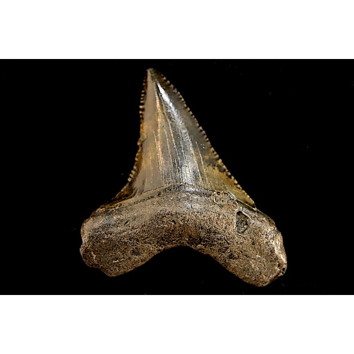 shark teeth: CARCHARODON MEGALODON