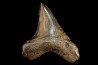 shark teeth: CARCHARODON MEGALODON