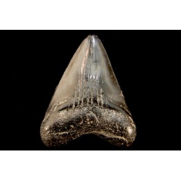 shark teeth: CARCHARODON MEGALODON
