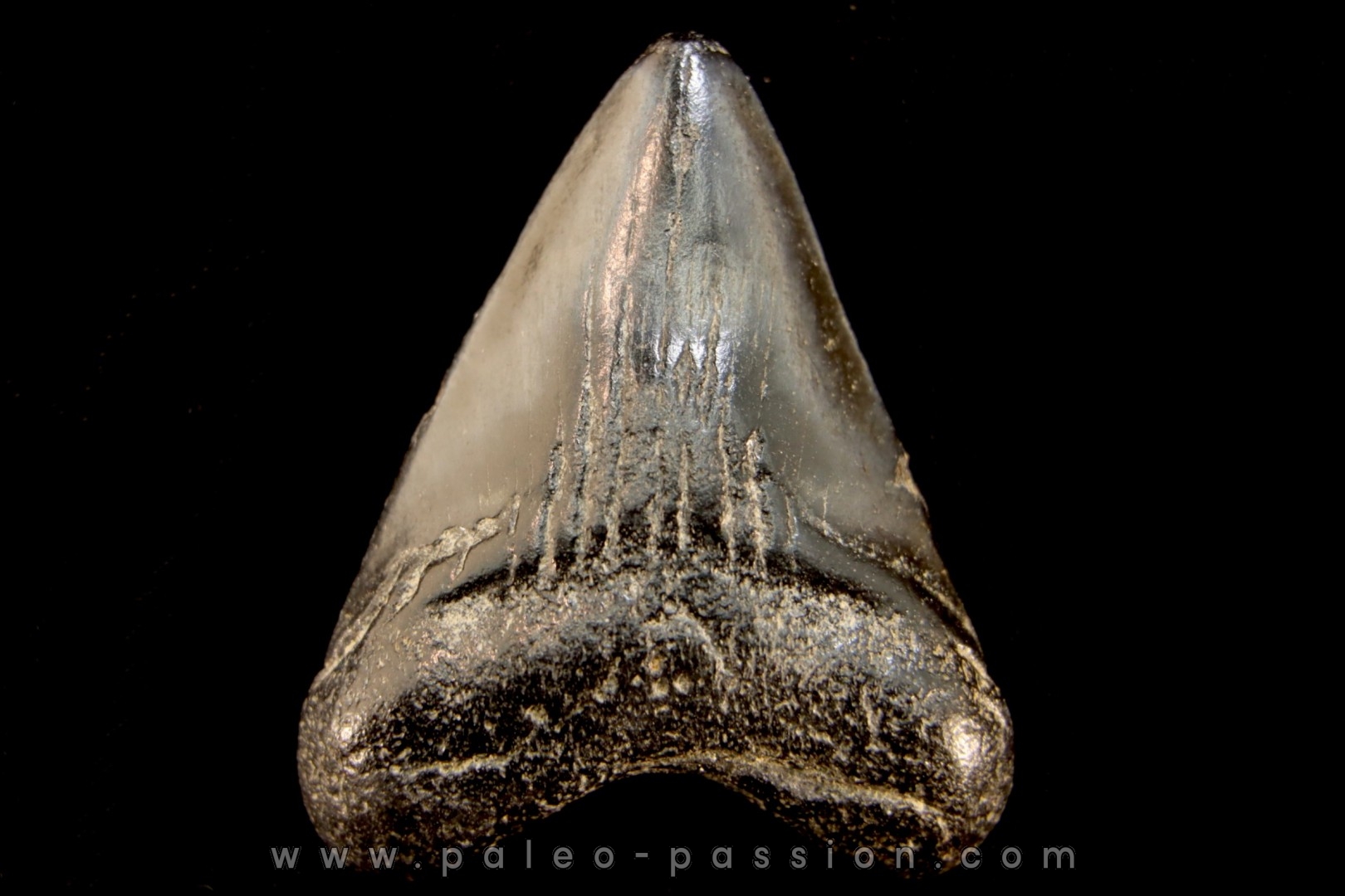 shark teeth: CARCHARODON MEGALODON