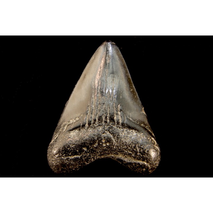 shark teeth: CARCHARODON MEGALODON