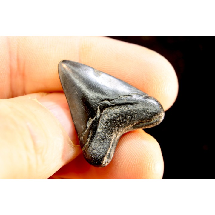 shark teeth: CARCHARODON MEGALODON