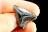 dent de requin: CARCHARODON MEGALODON