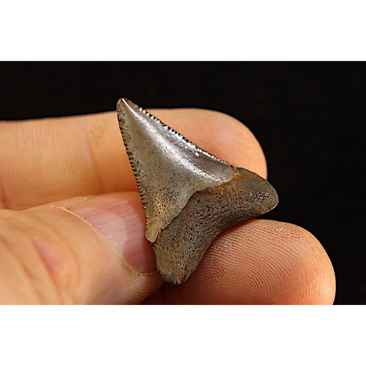 shark teeth: CARCHARODON MEGALODON