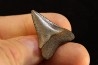 shark teeth: CARCHARODON MEGALODON