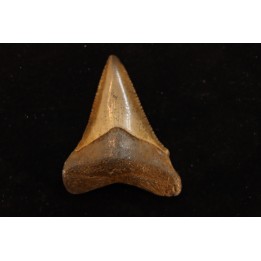 dent de requin: CARCHARODON MEGALODON