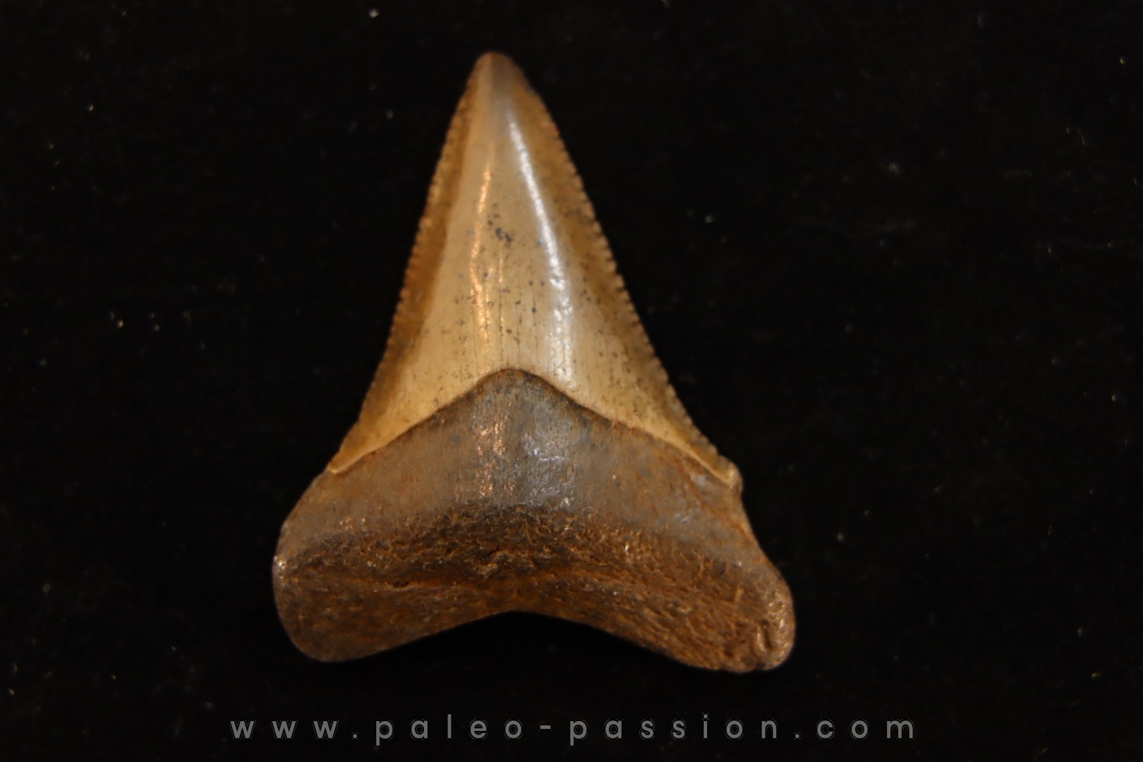 dent de requin: CARCHARODON MEGALODON