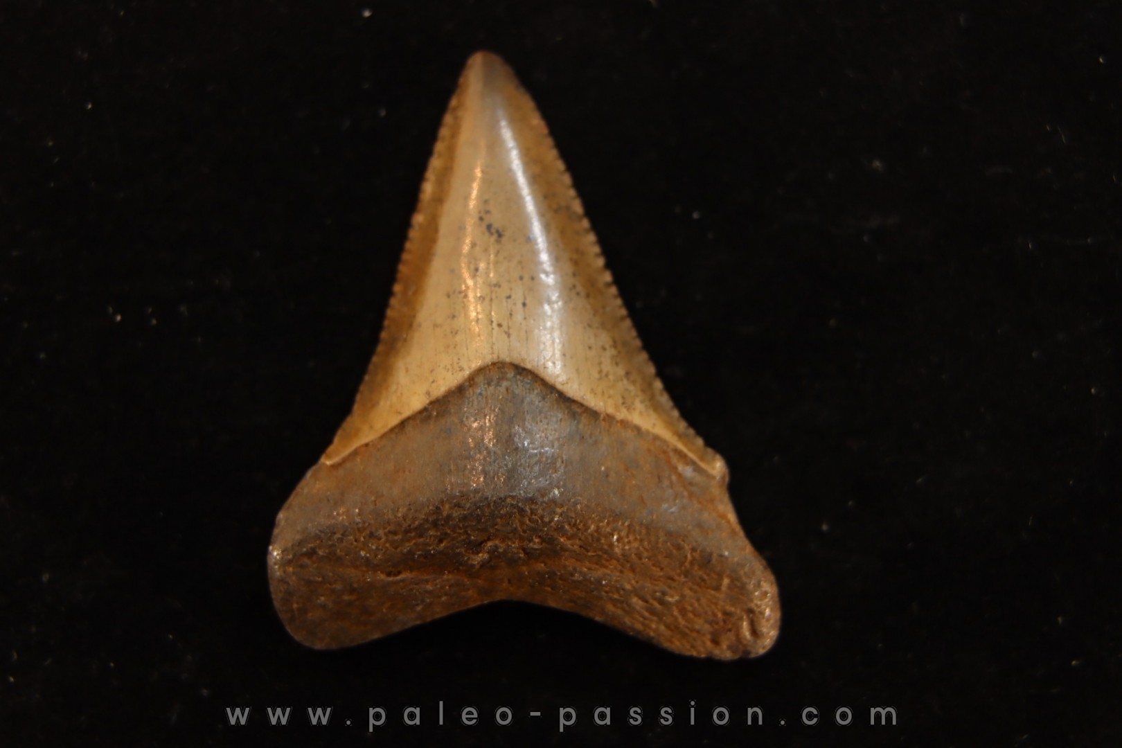 Shark Teeth: Carcharodon Megalodon