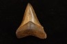shark teeth: CARCHARODON MEGALODON