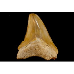 dent de requin: CARCHARODON MEGALODON