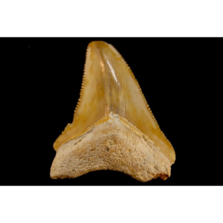 shark teeth: CARCHARODON MEGALODON
