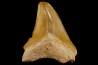 shark teeth: CARCHARODON MEGALODON