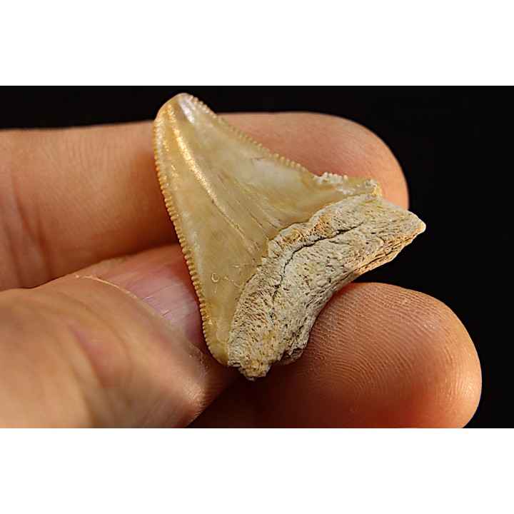 dent de requin: CARCHARODON MEGALODON