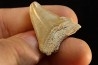 dent de requin: CARCHARODON MEGALODON