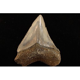 shark teeth: CARCHARODON MEGALODON