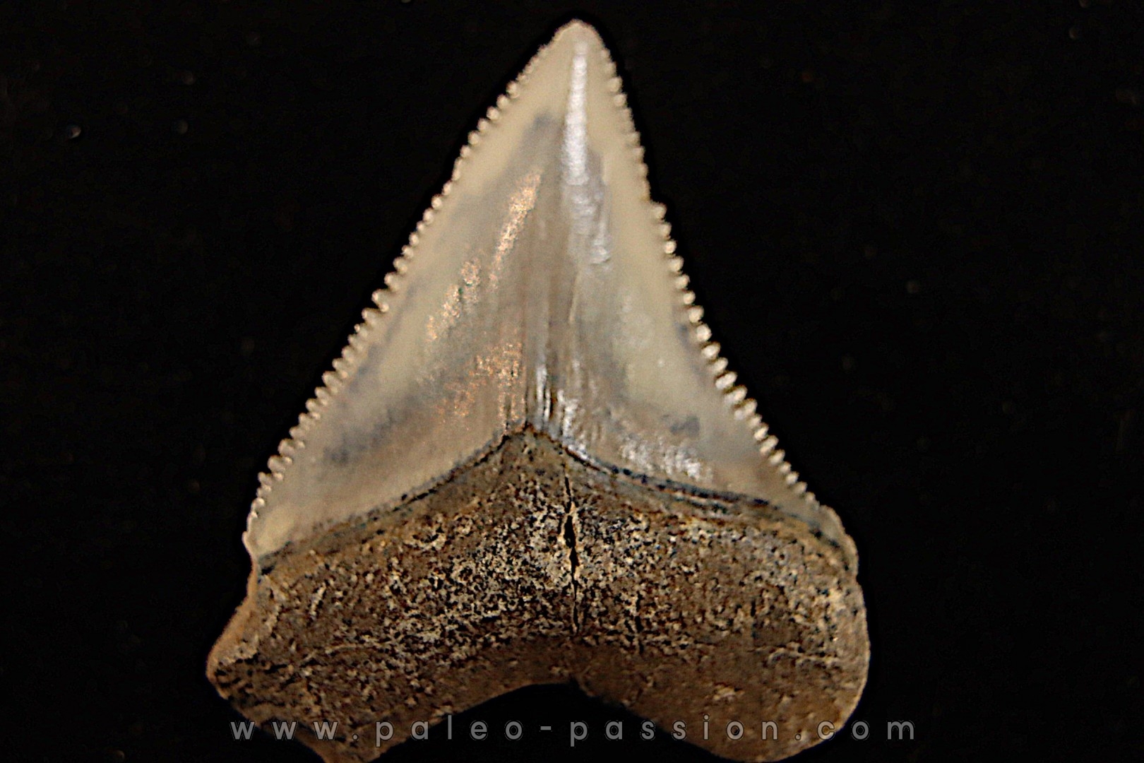 dent de requin: CARCHARODON MEGALODON