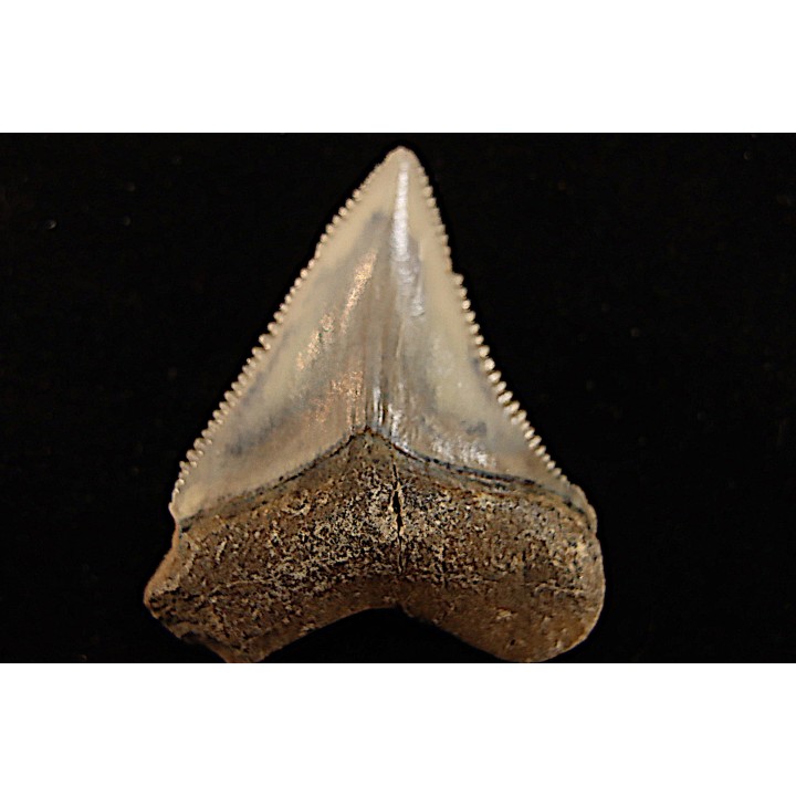 shark teeth: CARCHARODON MEGALODON
