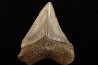 dent de requin: CARCHARODON MEGALODON