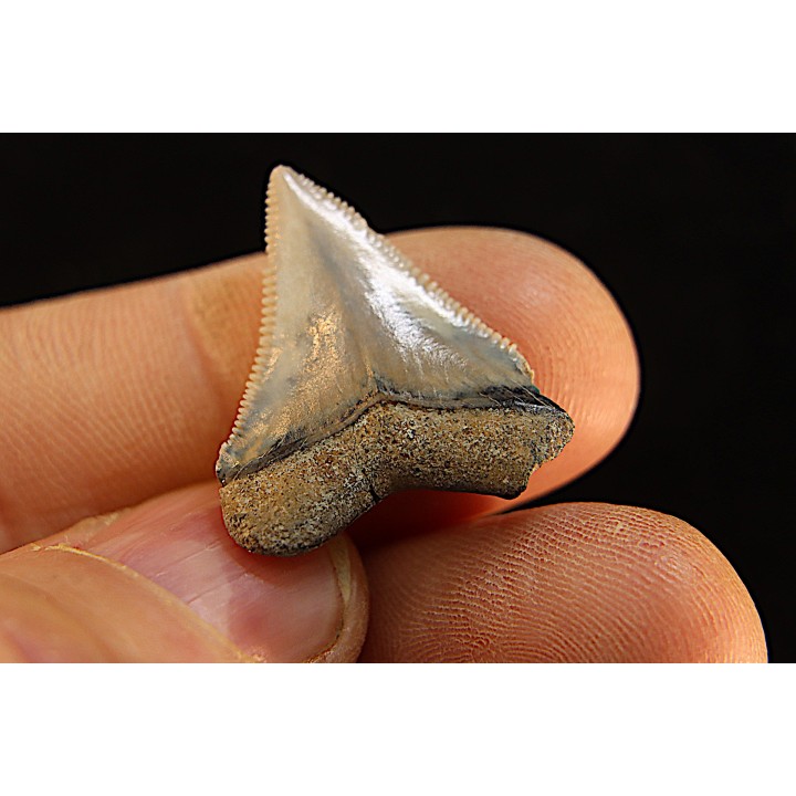 dent de requin: CARCHARODON MEGALODON