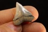 shark teeth: CARCHARODON MEGALODON