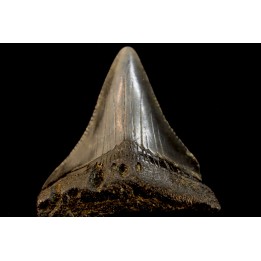 dent de requin: CARCHARODON MEGALODON