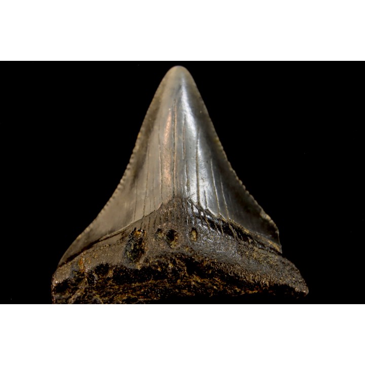 shark teeth: CARCHARODON MEGALODON