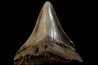 shark teeth: CARCHARODON MEGALODON