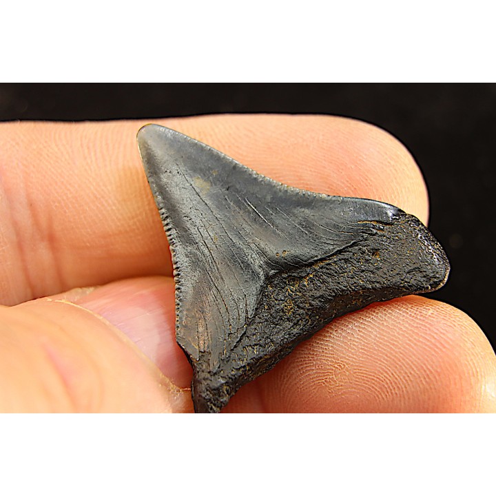 shark teeth: CARCHARODON MEGALODON