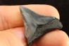 shark teeth: CARCHARODON MEGALODON