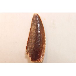 dinosaur tooth DELTADROMEUS AGILIS