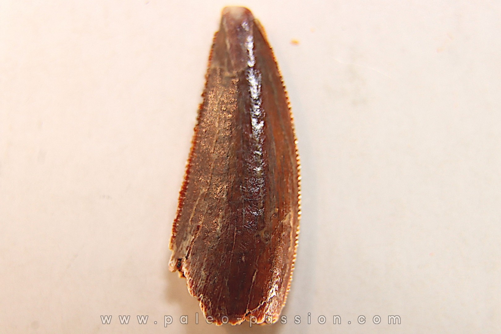 dinosaur tooth DELTADROMEUS AGILIS