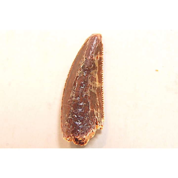 dinosaur tooth DELTADROMEUS AGILIS