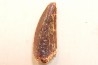 dinosaur tooth DELTADROMEUS AGILIS